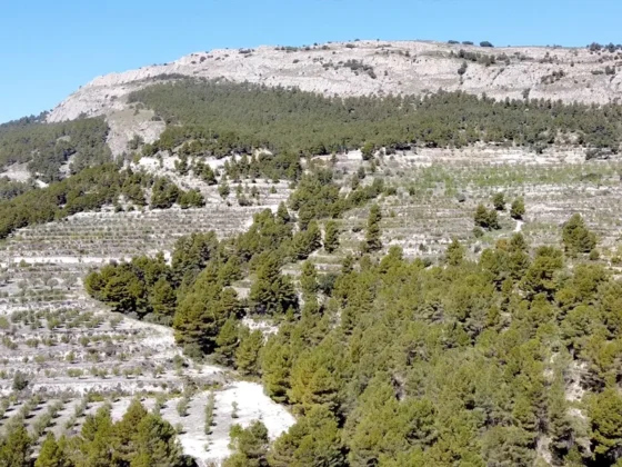 Finca Les Torretes