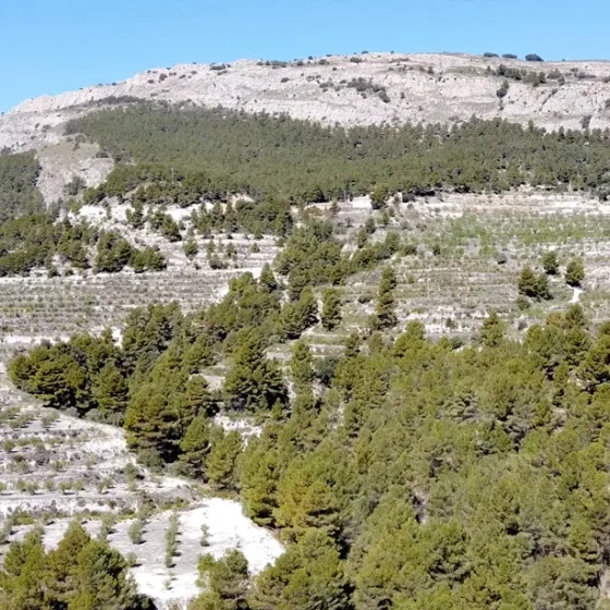 Finca Les Torretes