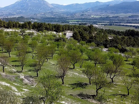 Finca Les Torretes