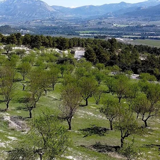 Finca Les Torretes