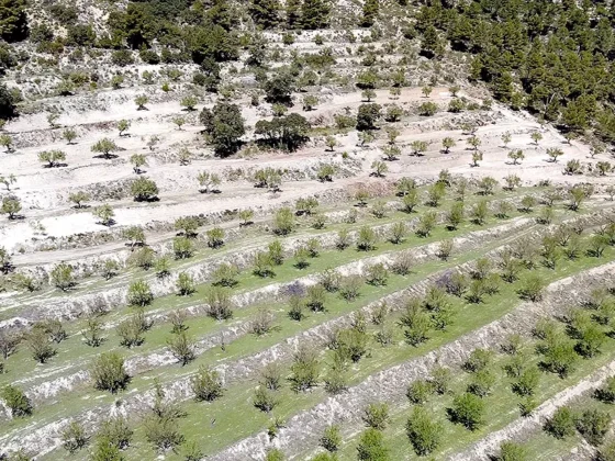 Finca Les Torretes