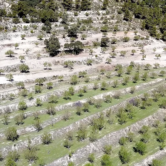 Finca Les Torretes