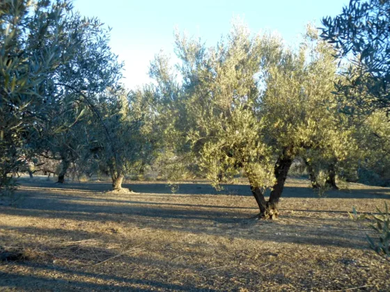 OLIVOS EN FINCA LES TORRETES