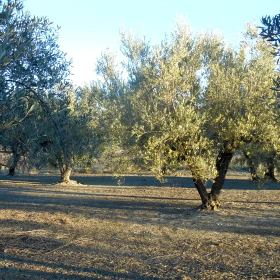 OLIVOS EN FINCA LES TORRETES