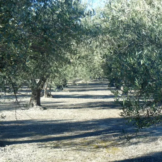 OLIVOS EN FINCA LES TORRETES