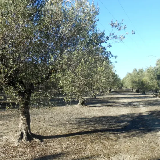 OLIVOS EN FINCA LES TORRETES