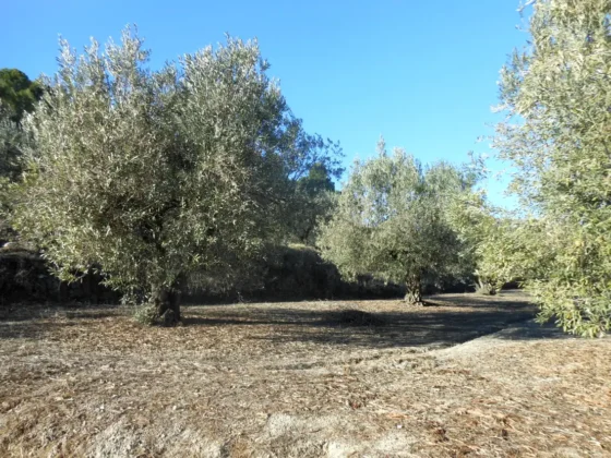 OLIVOS EN FINCA LES TORRETES