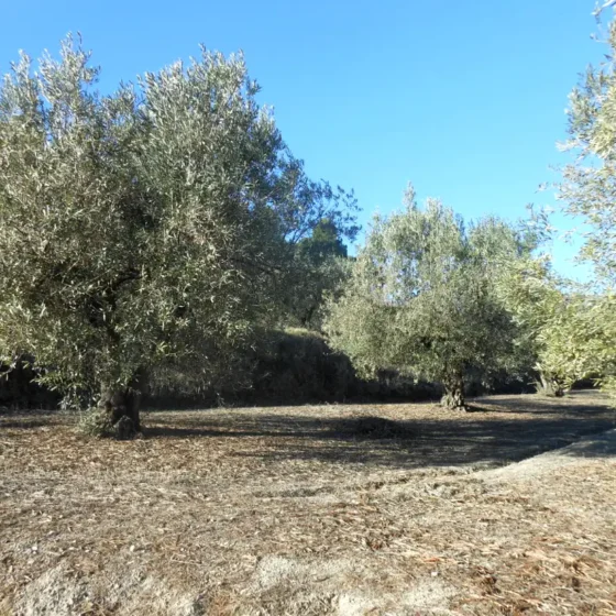 OLIVOS EN FINCA LES TORRETES