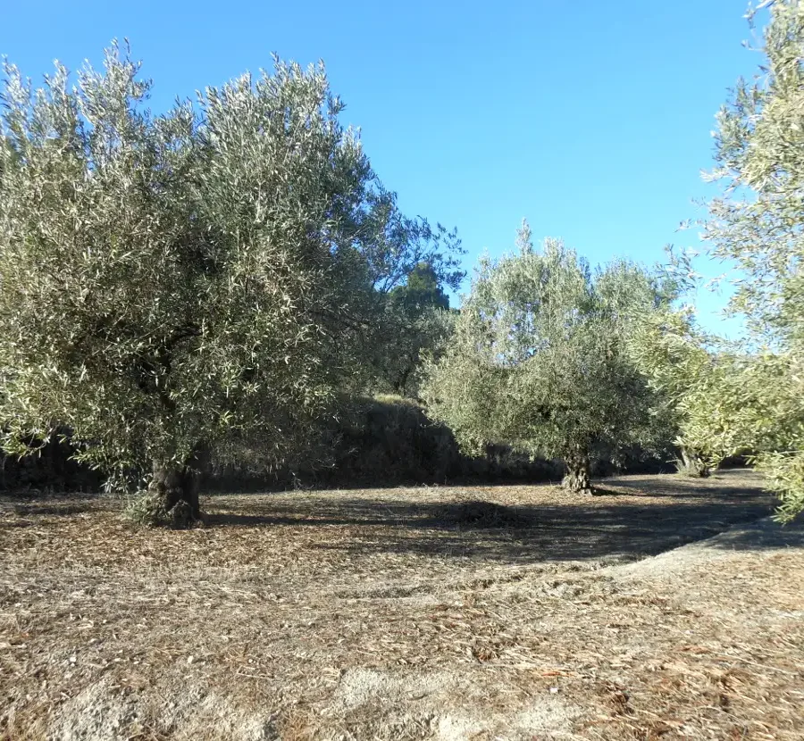 OLIVOS EN FINCA LES TORRETES