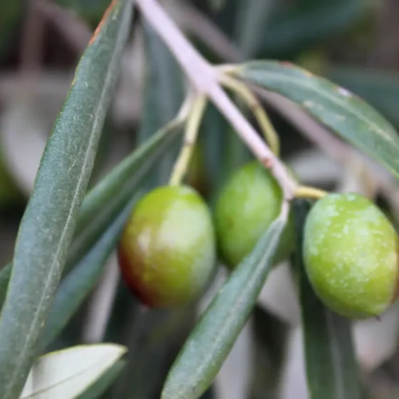 OLIVOS EN FINCA LES TORRETES