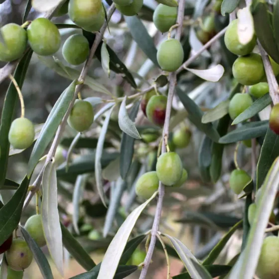 OLIVOS EN FINCA LES TORRETES