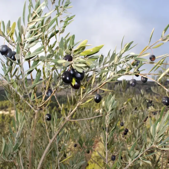 OLIVOS EN FINCA LES TORRETES