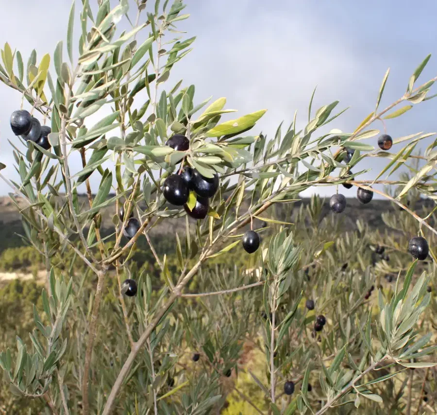 OLIVOS EN FINCA LES TORRETES