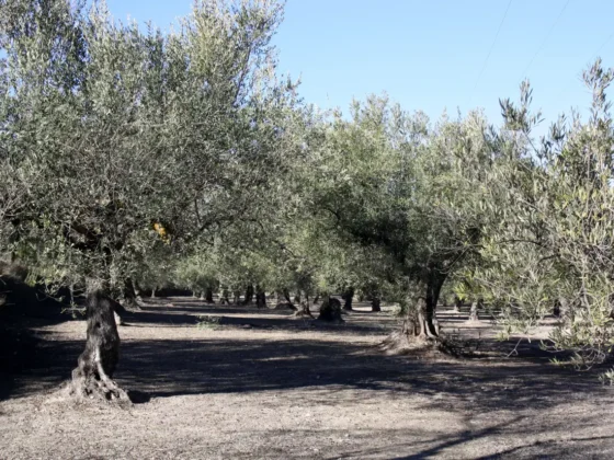 OLIVOS EN FINCA LES TORRETES