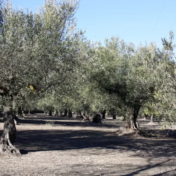 OLIVOS EN FINCA LES TORRETES