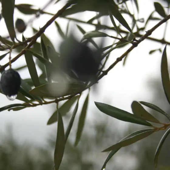 OLIVOS EN FINCA LES TORRETES