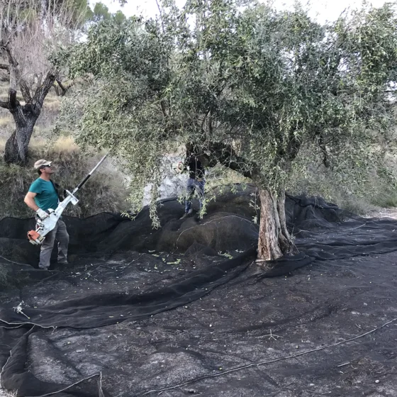 RECOGIDA DE OLIVA FINCA LES TORRETES